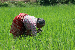 Seedless paddy worries farmers